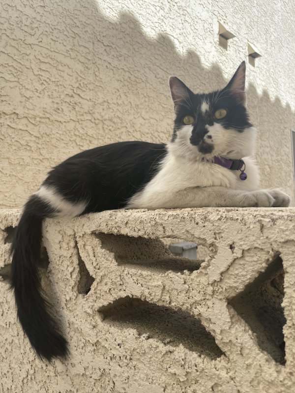 Safe Cat in Las Vegas, NV
