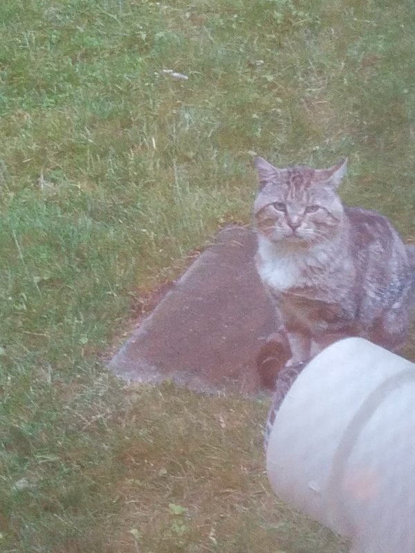 Safe Cat in Stamford, CT