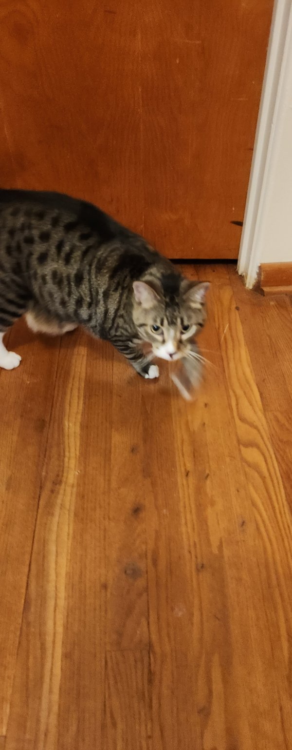 Found American Shorthair 