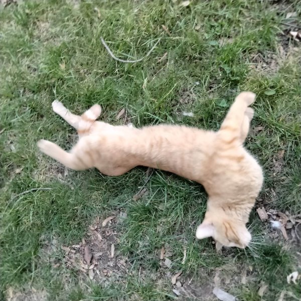 Safe Cat in Saint Paul, MN