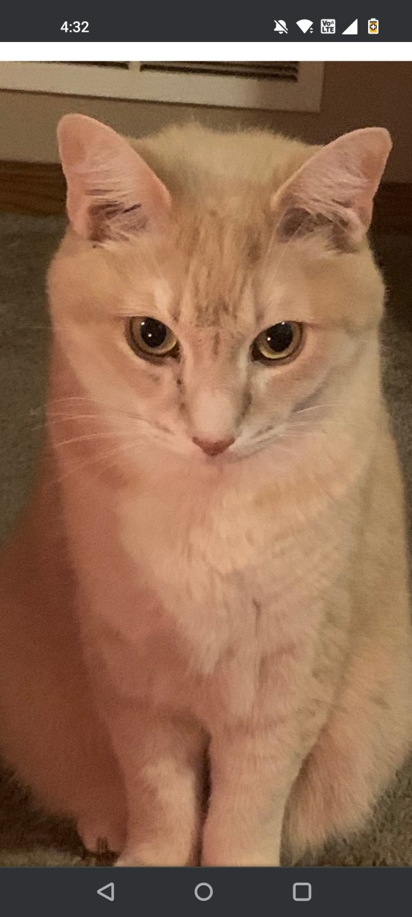 Safe Cat in Saint Paul, MN