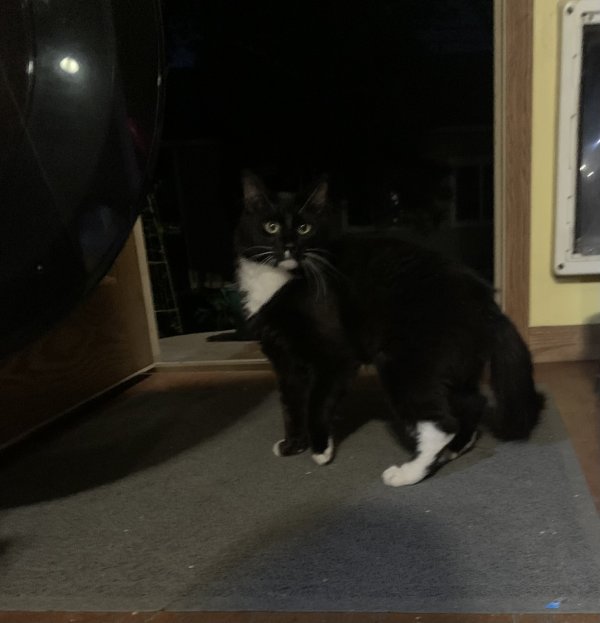 Safe Cat in Missoula, MT
