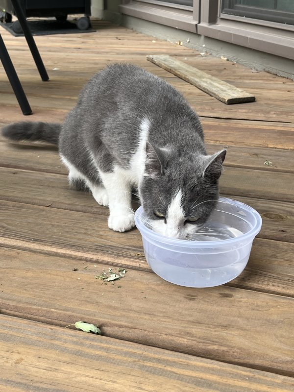 Safe Cat in Overland Park, KS