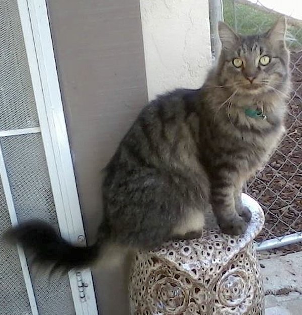 Lost Maine Coon 