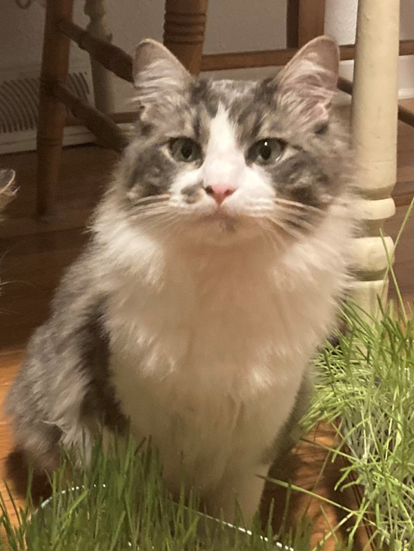Lost Maine Coon 