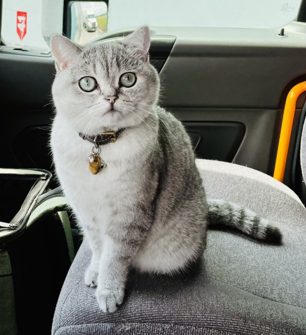 Safe British Shorthair in Dickson, TN