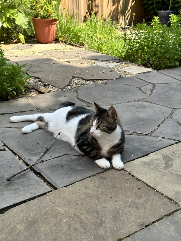 Safe American Shorthair in Vienna, VA