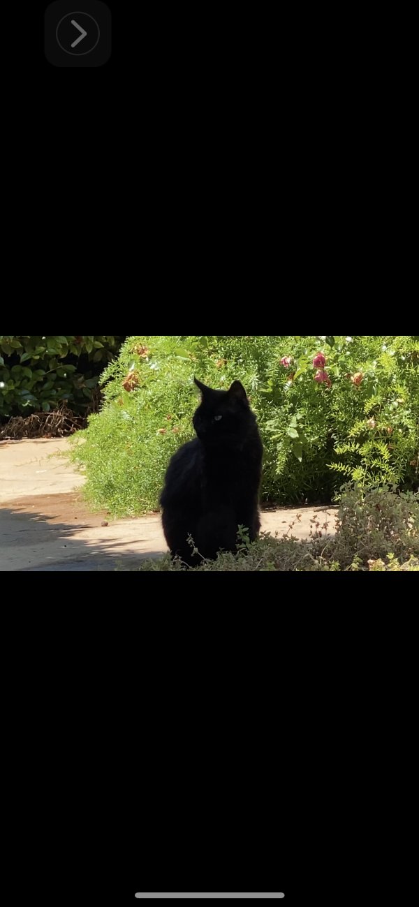 Safe Cat in Ojai, CA