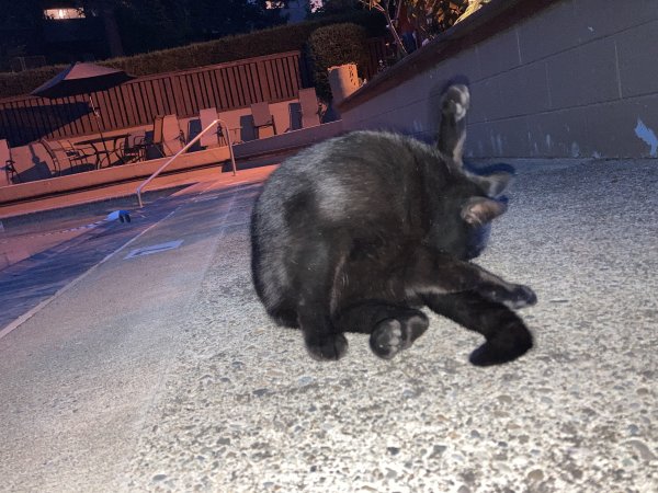 Safe American Shorthair in Portland, OR
