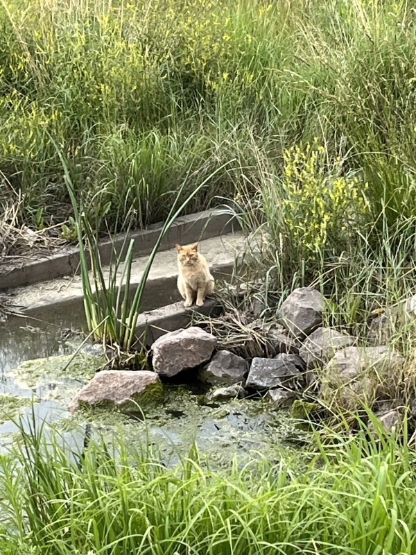 Safe Cat in Denver, CO