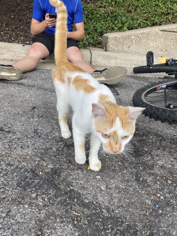 Safe Cat in Overland Park, KS