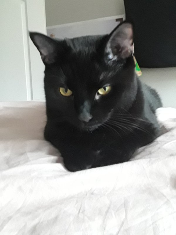Safe Cat in Quincy, MA