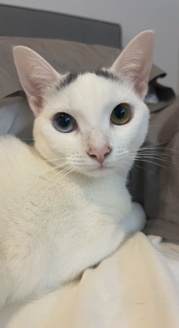 Safe Cat in Lithia, FL