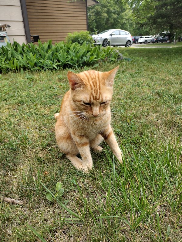 Safe Domestic Short Hair in Chaska, MN