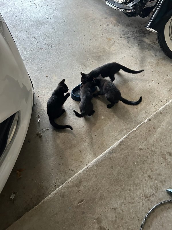 Safe Cat in Broken Arrow, OK
