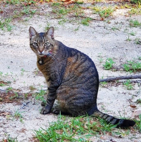 Safe Cat in Milton, FL