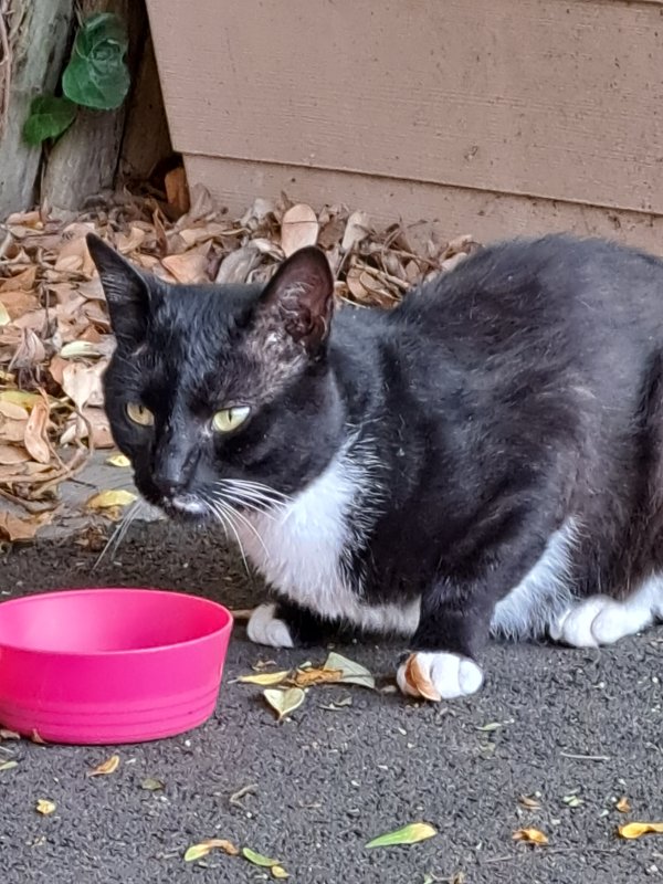 Safe American Shorthair in Massapequa, NY