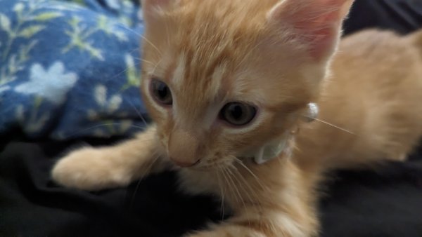Safe Cat in Miami, FL