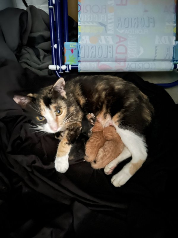 Safe Cat in Miami, FL