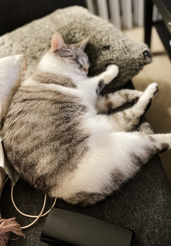 Safe Siamese in Newport Beach, CA