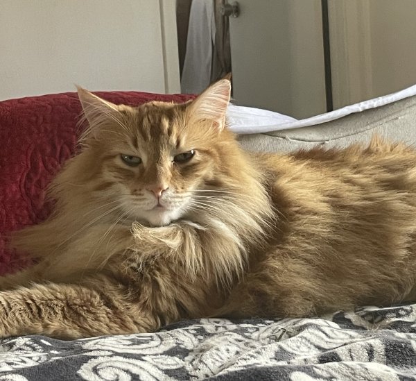 Safe Maine Coon in Ventura, CA