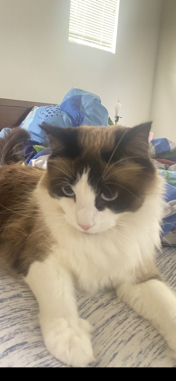 Safe Ragdoll in Ventura, CA