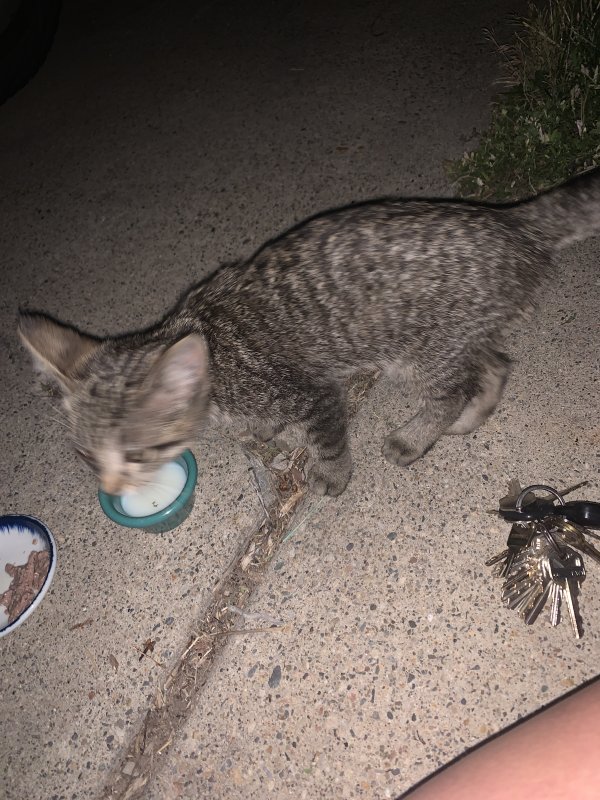 Safe Cat in West Valley City, UT