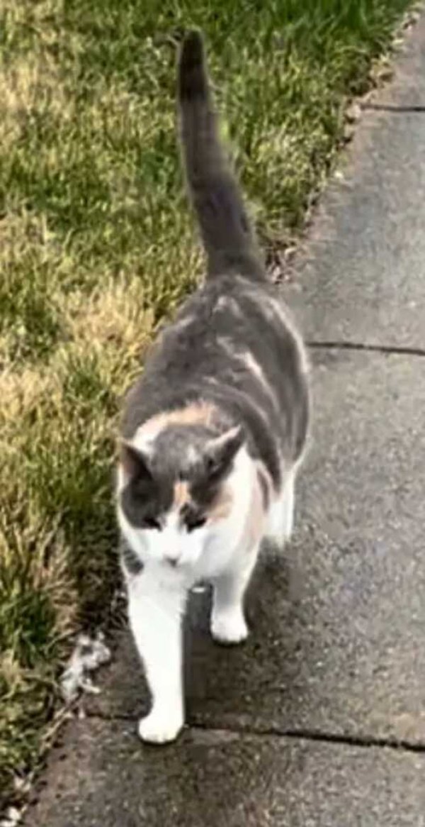 Lost cat in Chantilly, VA