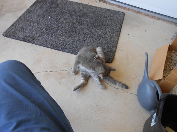 Safe American Shorthair in Wichita, KS