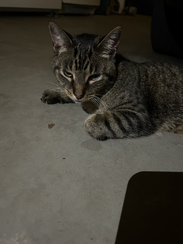 Safe American Shorthair in Kaukauna, WI