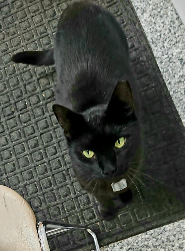 Safe Cat in Tampa, FL