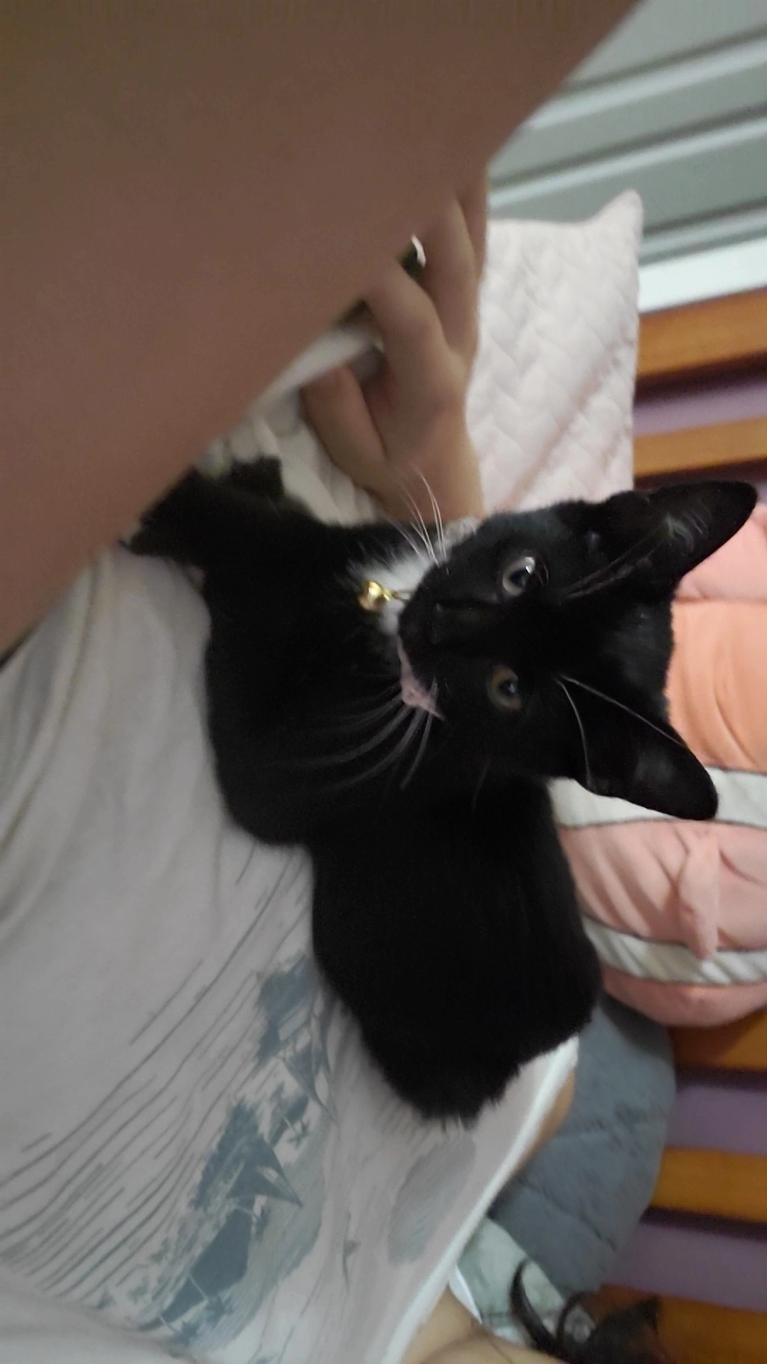 Safe Cat in Knightdale, NC