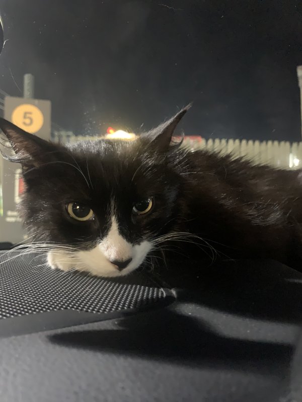 Safe Cat in Scranton, PA