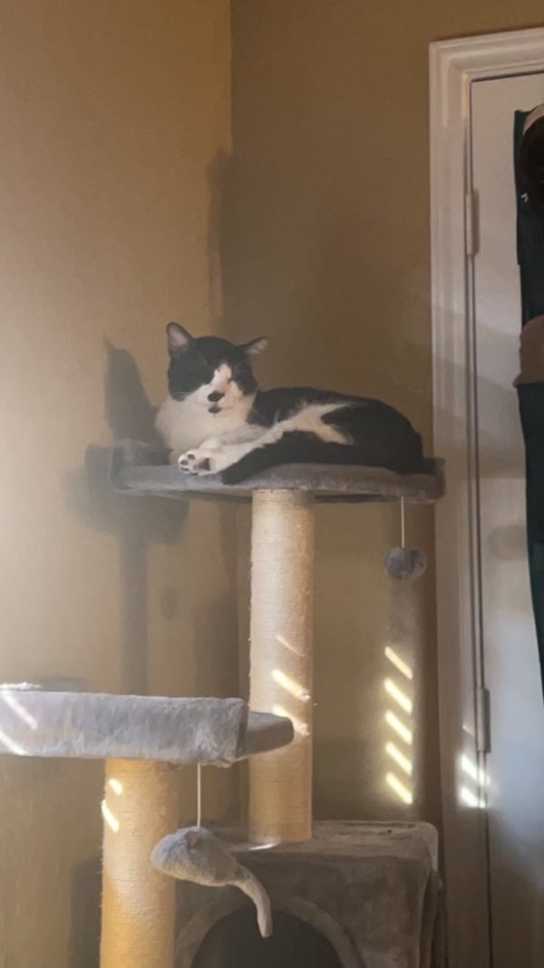 Safe Cat in Houston, TX