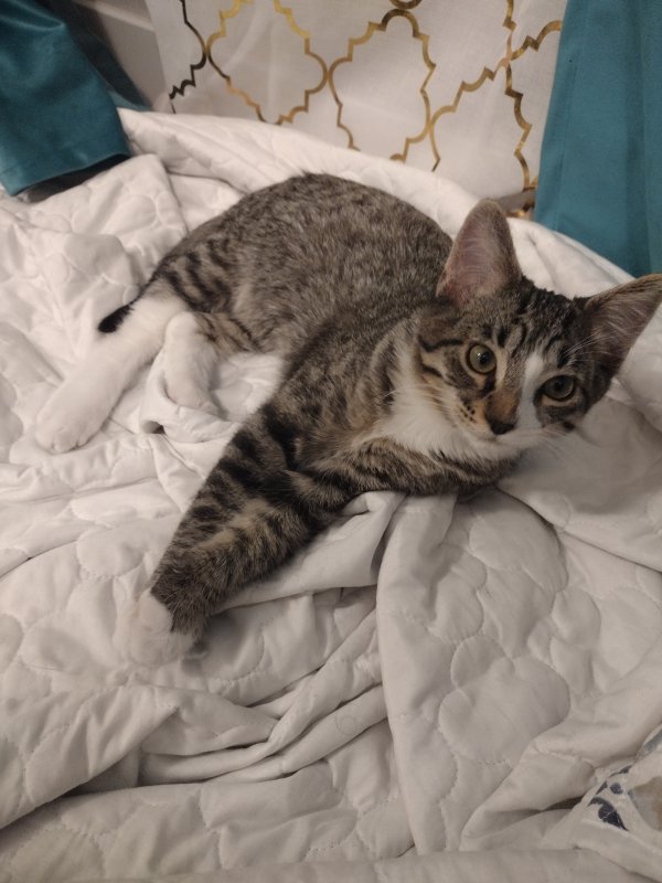 Safe Cat in Eagle Mountain, UT