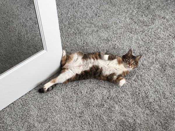Safe Cat in Minneapolis, MN