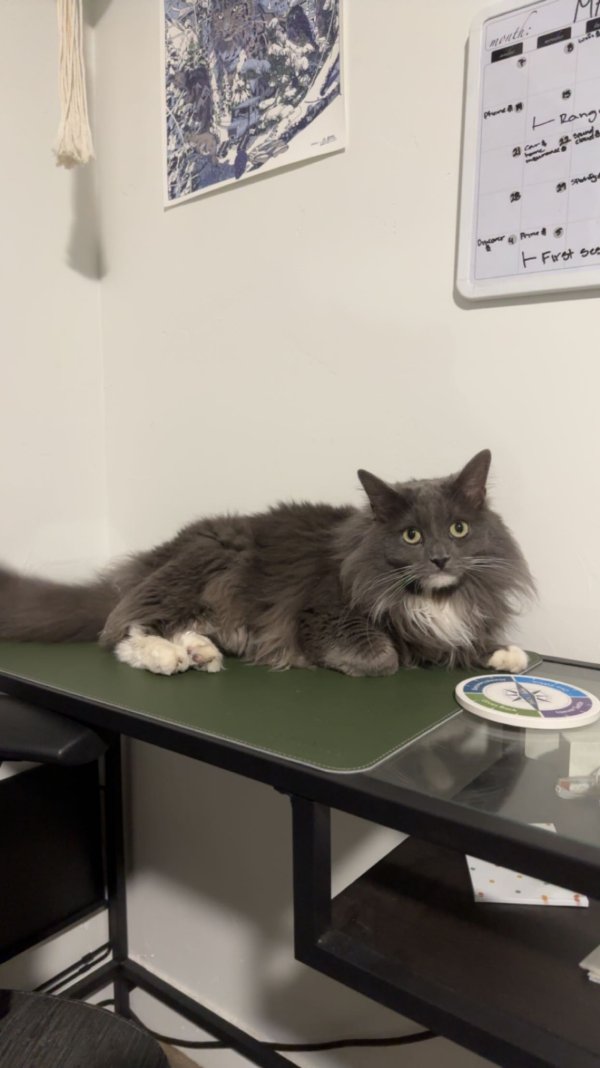 Safe Cat in Eagle Mountain, UT