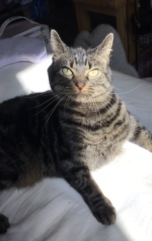 Safe Cat in New River, AZ