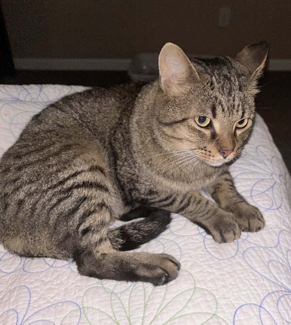 Safe Cat in Minneapolis, MN