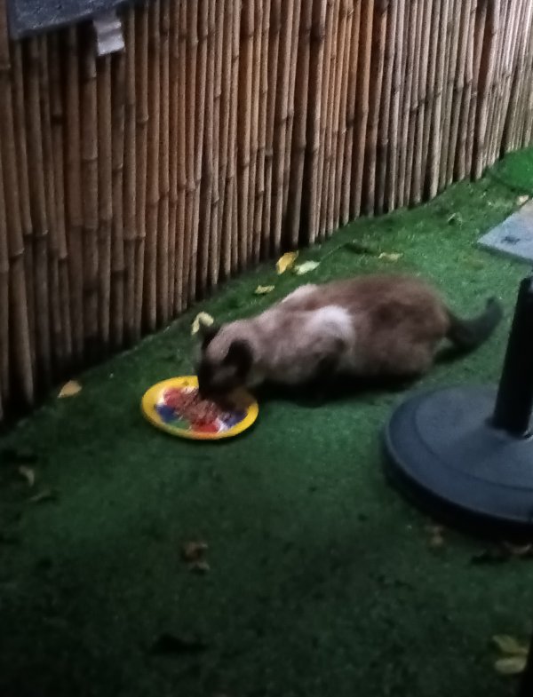 Safe Siamese in Harrisburg, PA