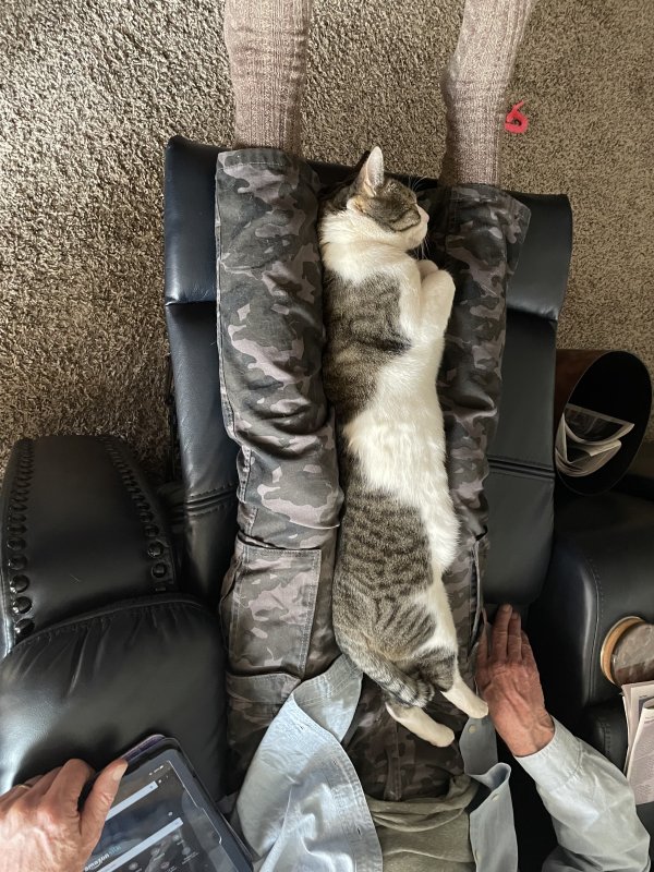 Safe American Shorthair in Nashville, TN
