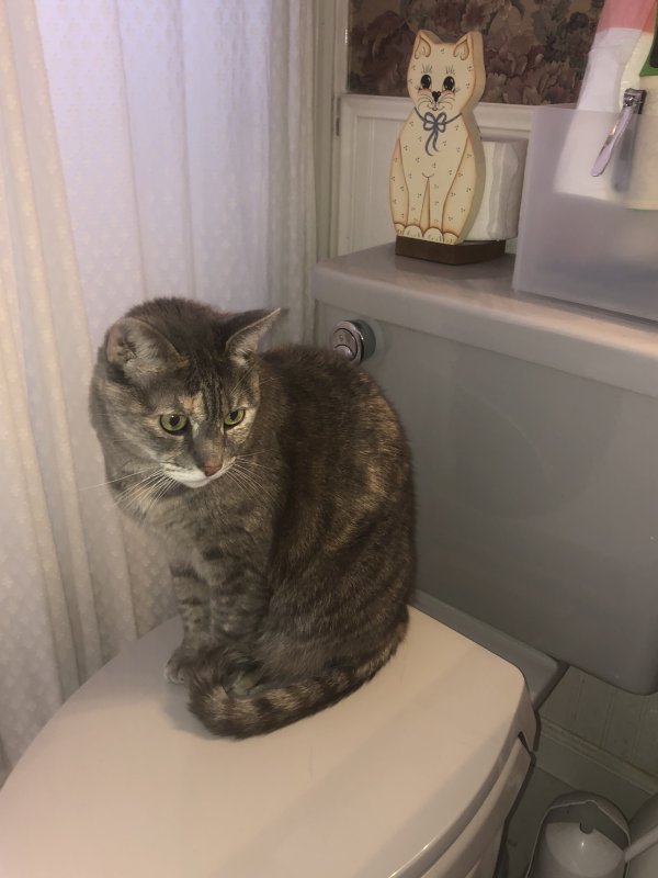 Safe Domestic Short Hair in Largo, FL