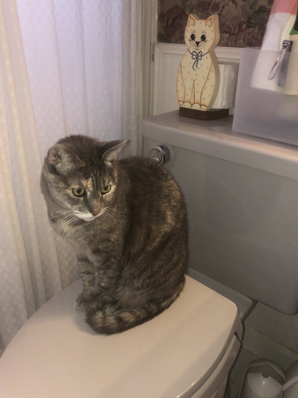Lost Domestic Short Hair in Florida