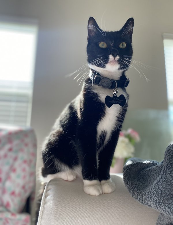 Safe Cat in Hockley, TX
