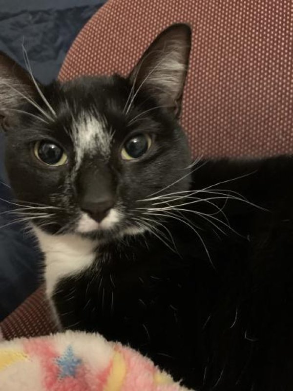 Safe American Shorthair in Methuen, MA