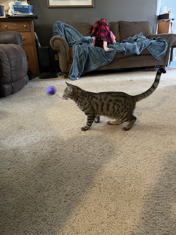Safe Cat in Wichita, KS