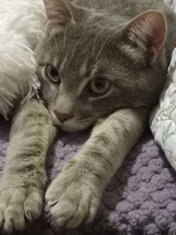 Safe Cat in Saint Paul, MN