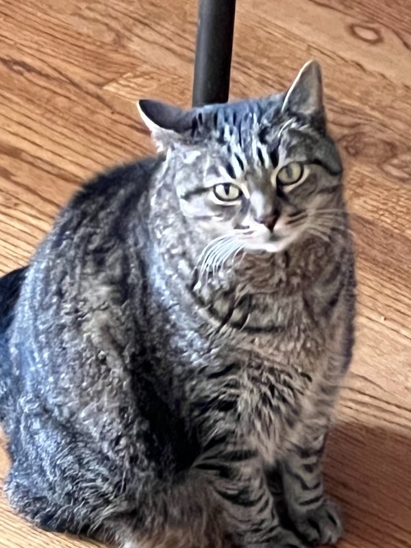 Lost Domestic Short Hair in North Carolina