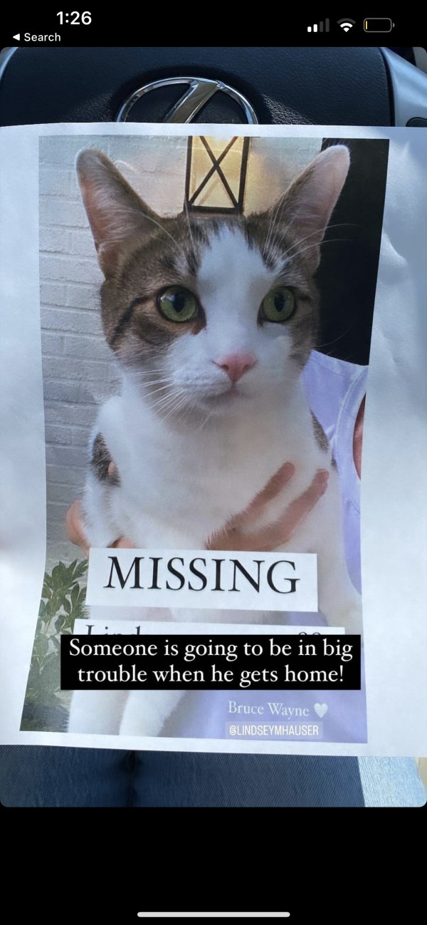 Lost Domestic Short Hair 