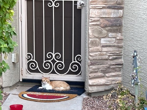 Safe Domestic Long Hair in Peoria, AZ